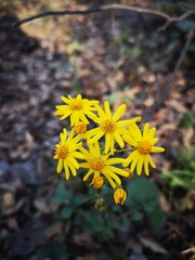 Packera coahuilensis