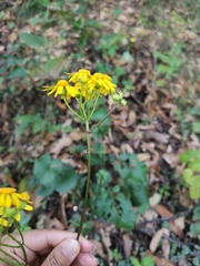 Packera coahuilensis