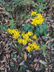 Packera coahuilensis