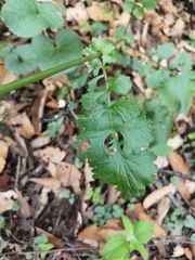 Packera coahuilensis