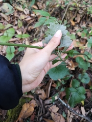 Packera coahuilensis