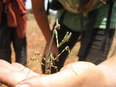 Empusa guttula