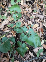 Packera coahuilensis