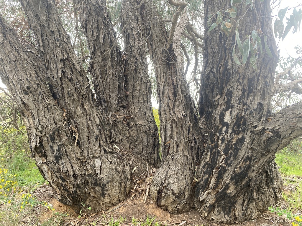 Eucalyptus nortonii from Bobs St, East Bendigo, VIC, AU on September 18 ...