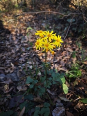 Packera coahuilensis