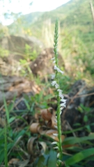 Spiranthes sinensis