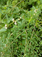 Lippia turbinata