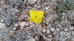Oenothera lavandulifolia