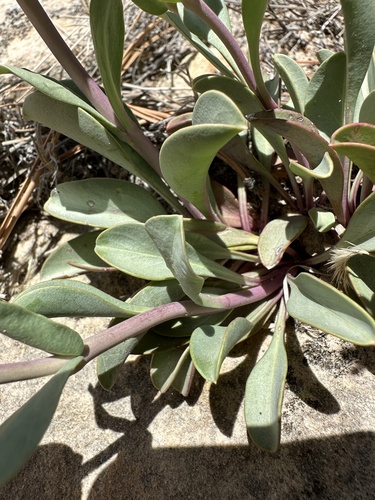 Image of Penstemon carnosus by (c) Matt Berger, some rights reserved (CC BY)