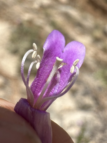 Image of Penstemon carnosus by (c) Matt Berger, some rights reserved (CC BY)