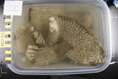 Tretodictyum