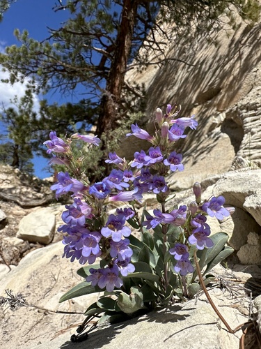 Fleshy Beardtongue (Penstemon carnosus)