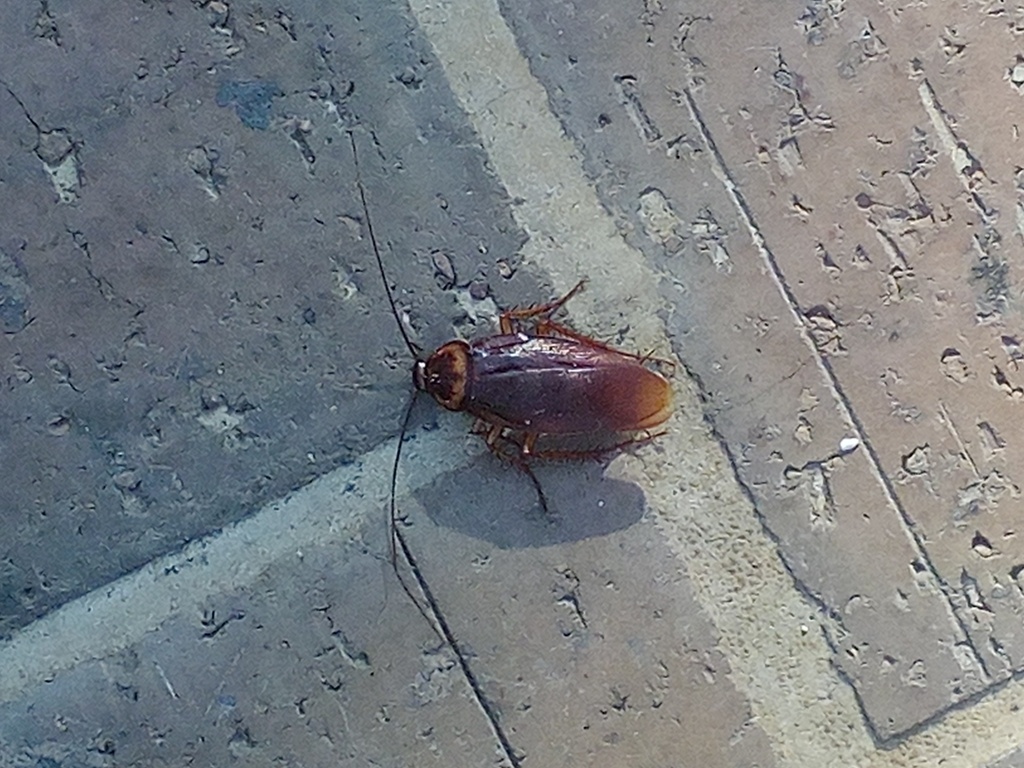 American Cockroach From 1 UTSA Circle San Antonio TX 78249 On August   Large 