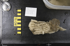 Tretodictyum