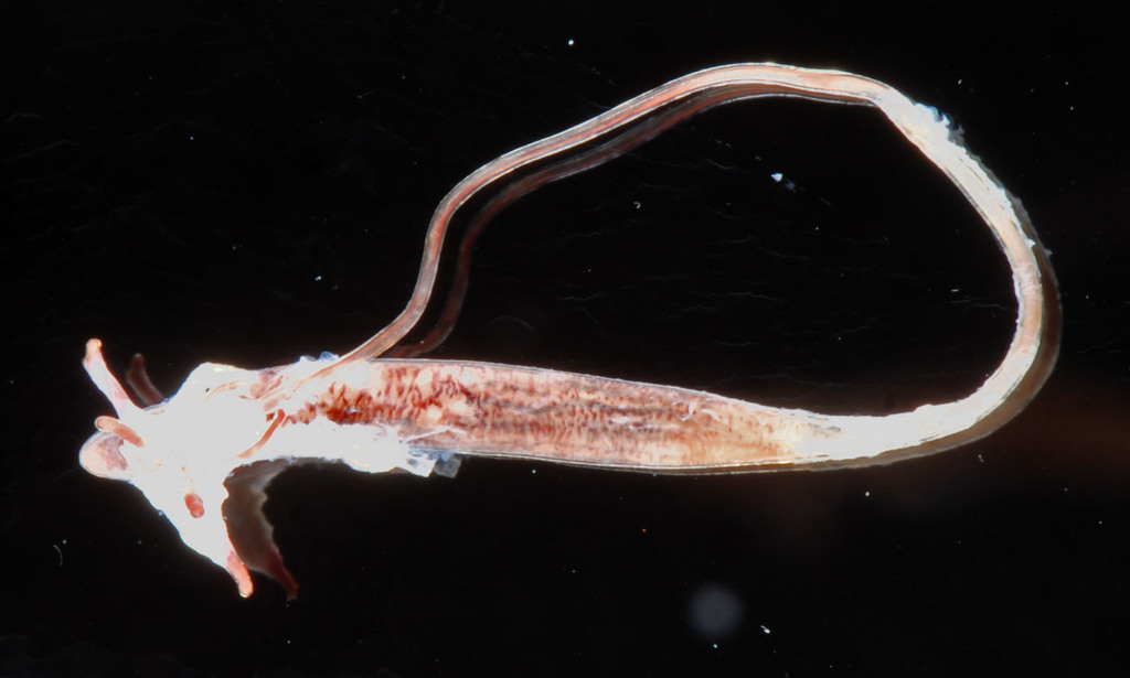 berg-salmon gill worm