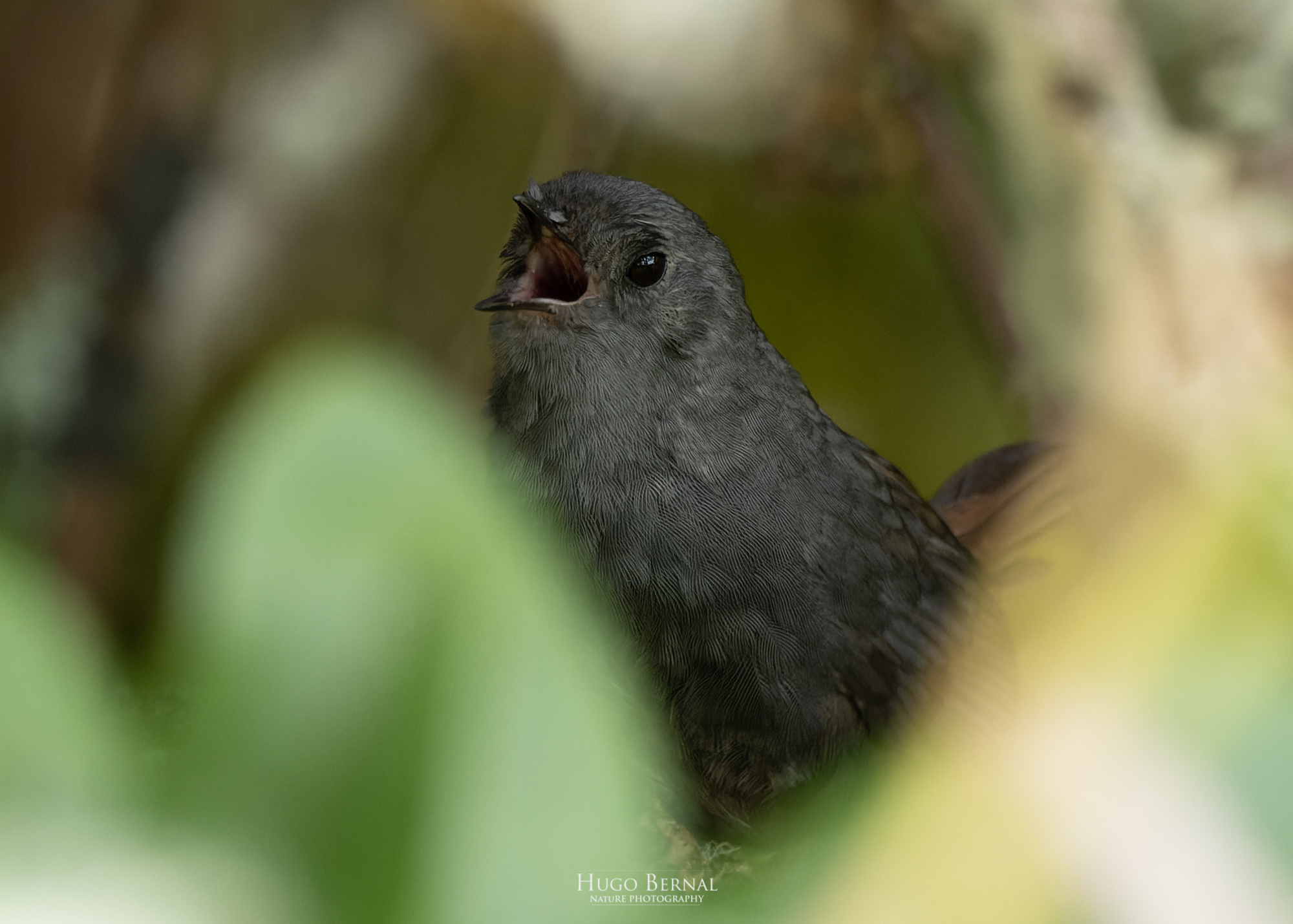 Pale-bellied Tapaculo (Scytalopus griseicollis), photo 2