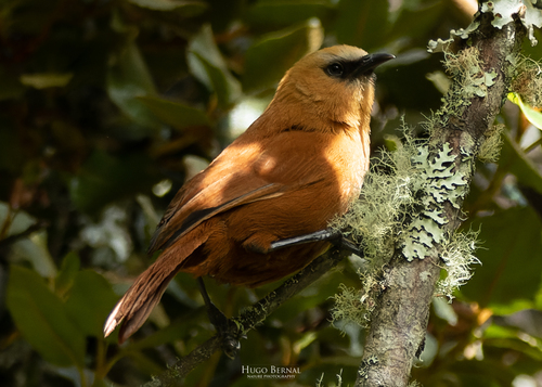 Rufous Wren (Cinnycerthia unirufa), photo 1