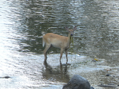 White-tailed Deer photographed in West Virginia
