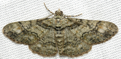 Cleora sublunaria
