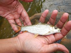 Malabar Mahseer photo 2