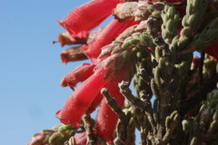 Erica strigilifolia