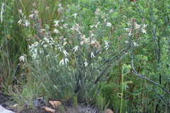 Erica strigilifolia