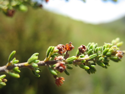 Natal Heath (Erica natalitia)
