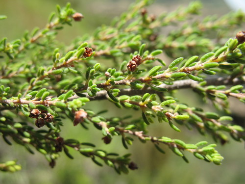 Image of Erica natalitia by (c) Michael D. Pirie, some rights reserved (CC BY)