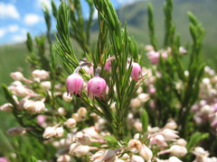 Erica straussiana