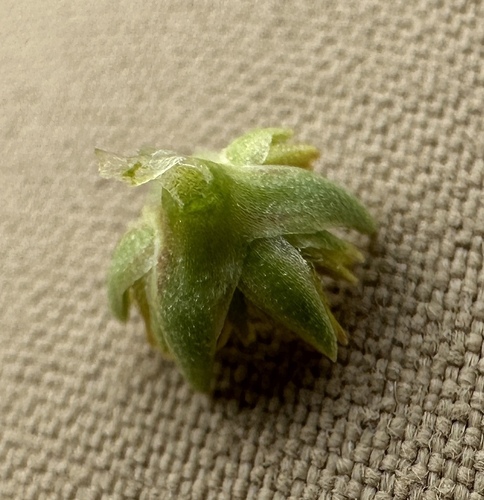 Image of Stenogonum salsuginosum by (c) Matt Berger, some rights reserved (CC BY)