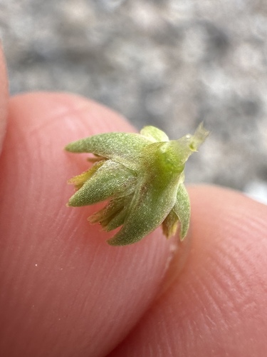 Image of Stenogonum salsuginosum by (c) Matt Berger, some rights reserved (CC BY)