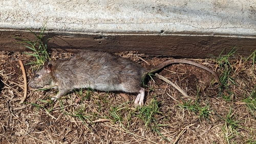 Rattus norvegicus observed 2023-09-17