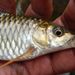 Malabar Mahseer - Photo (c) karsten_s, some rights reserved (CC BY-NC-ND), uploaded by karsten_s