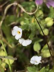 Pectocarya penicillata