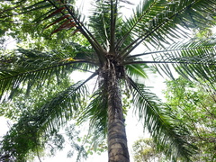 Ravenea madagascariensis