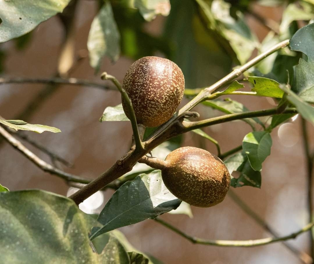 Imagem de Cedro-branco
