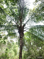 Ravenea madagascariensis