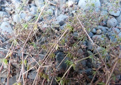 Galium divaricatum