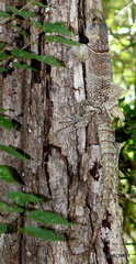 Oplurus cyclurus