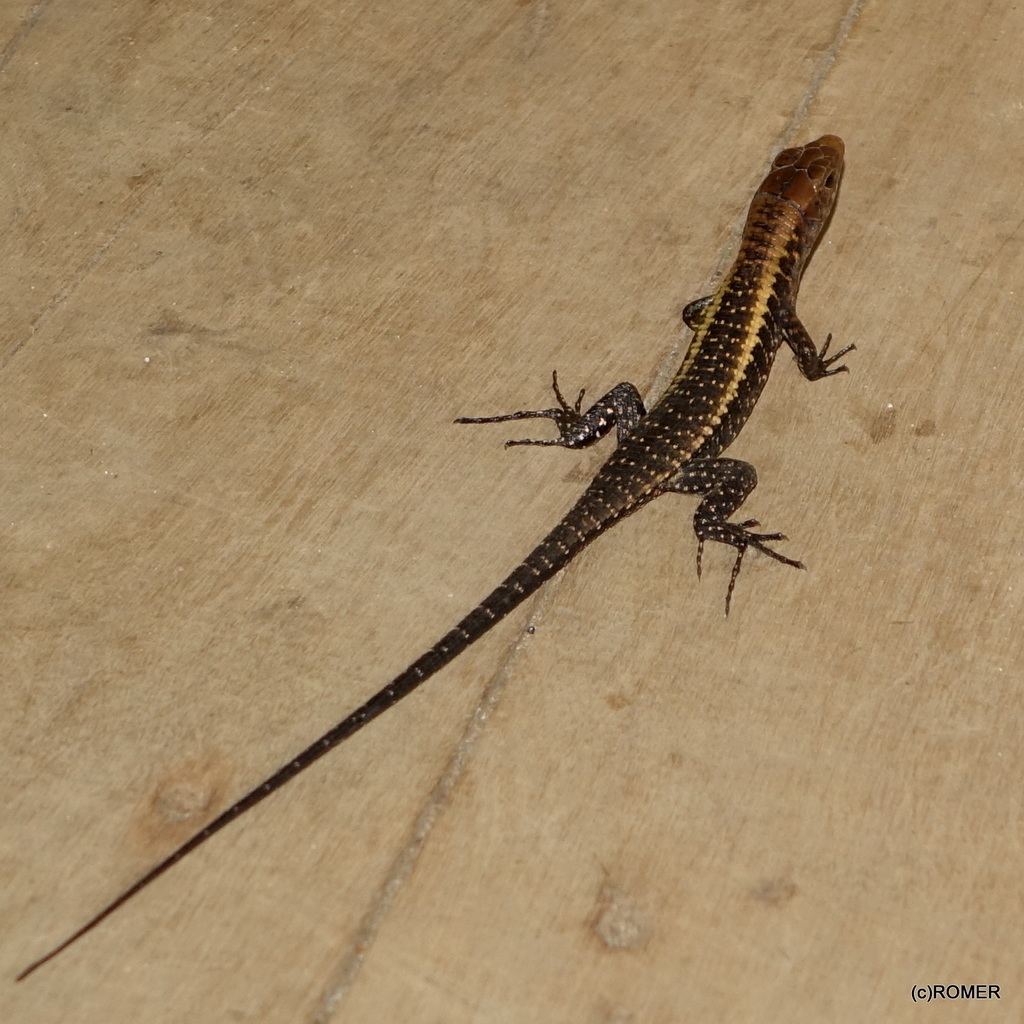 Western Girdled Lizard