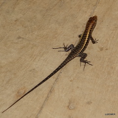 Zonosaurus laticaudatus