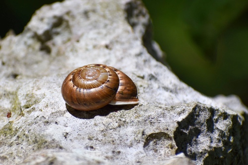 Coryda alauda