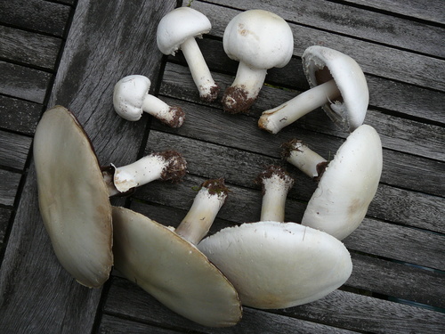 Horse Mushroom