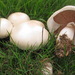 Horse Mushroom - Photo (c) anonymous, some rights reserved (CC BY-SA)