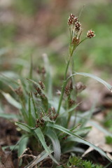 Luzula campestris