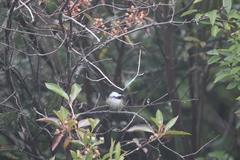 Poecile atricapillus image