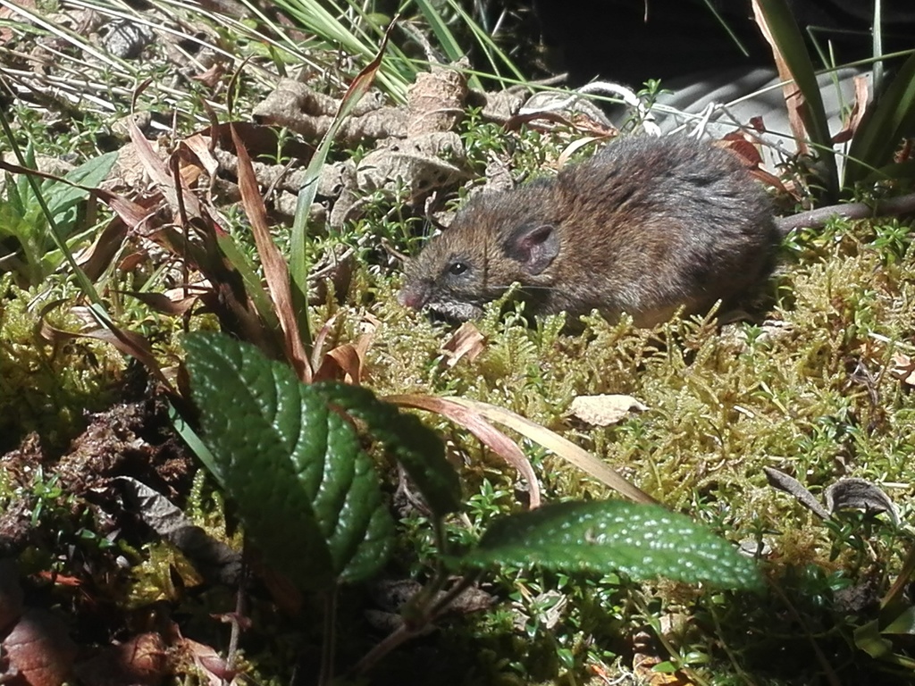 White-Footed Thomasomys