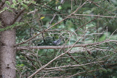 Mniotilta varia image