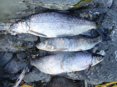 Coregonus clupeaformis