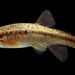 Rhinichthys obtusus - Photo (c) Mignoffo, algunos derechos reservados (CC BY-NC), subido por Mignoffo